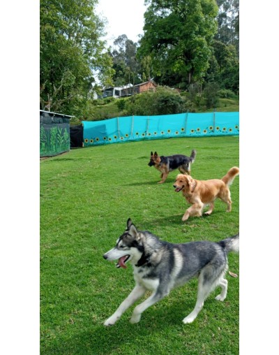 Colegio canino