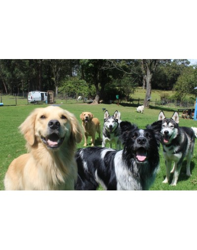Colegio canino