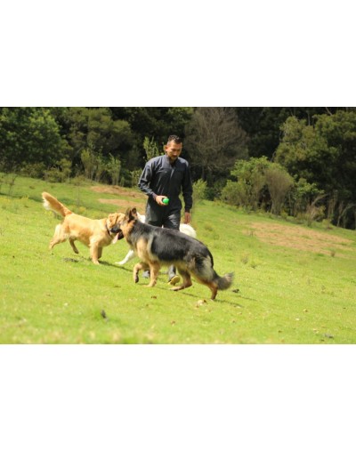 Colegio canino