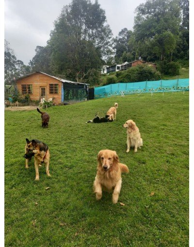 Colegio canino