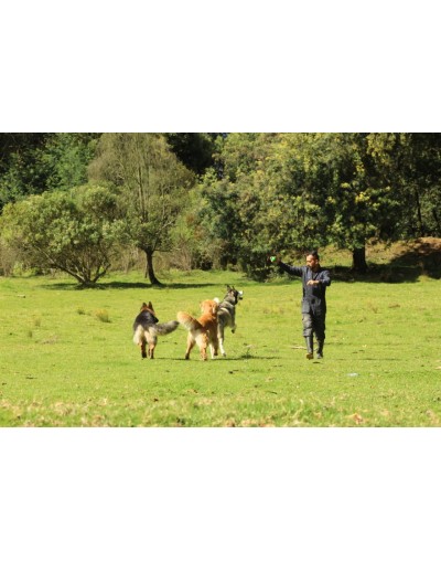 Colegio canino