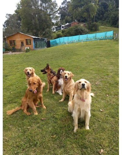Colegio canino