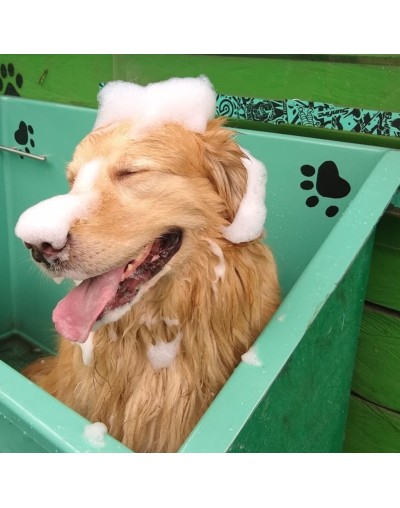 Baño canino