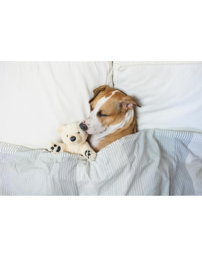Guardería canina