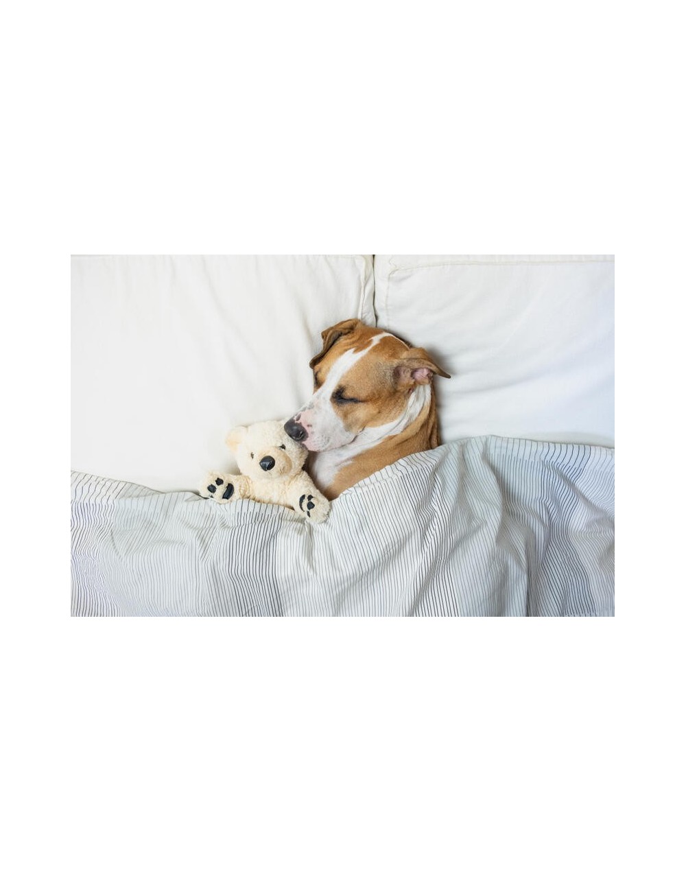 Guardería canina