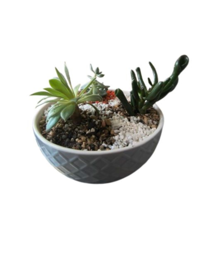 Terrario Bowl Cerámica Gris