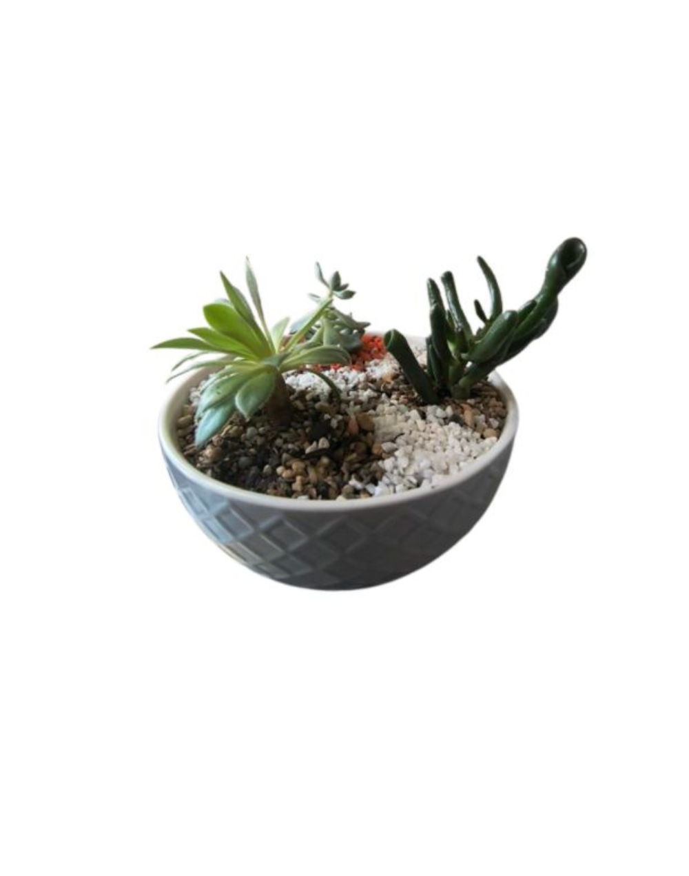 Terrario Bowl Cerámica Gris