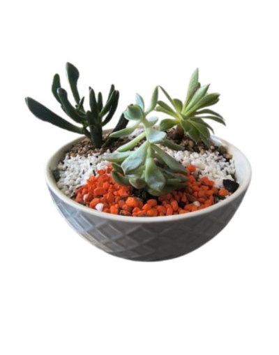 Terrario Bowl Cerámica Gris
