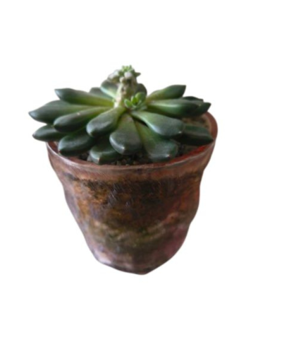 Terrario Vaso Cristal Labrado