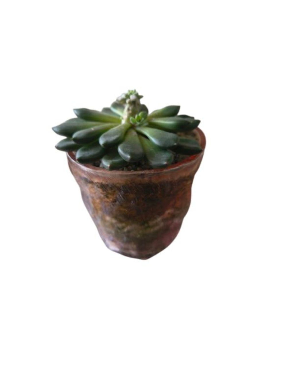 Terrario Vaso Cristal Labrado