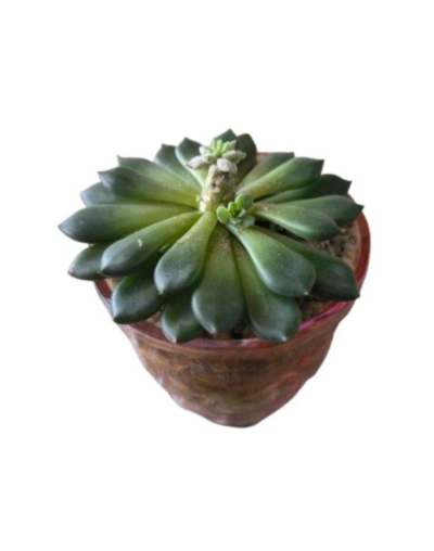 Terrario Vaso Cristal Labrado