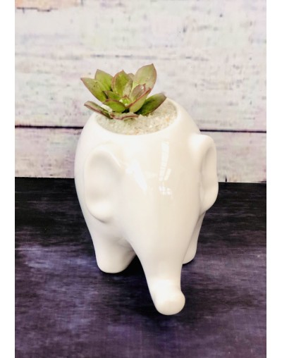 Maceta Elefante