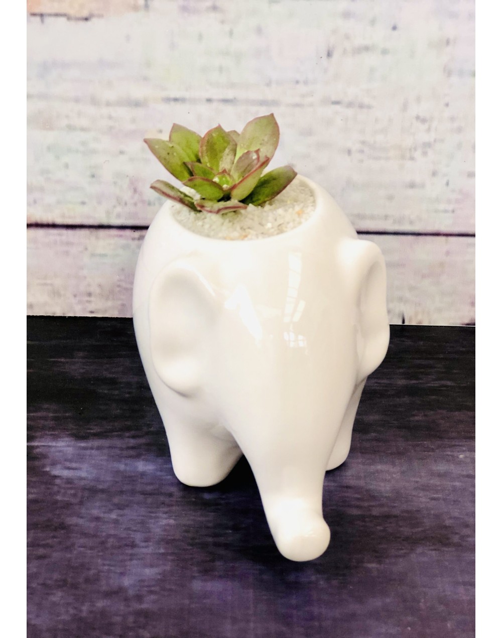 Maceta Elefante