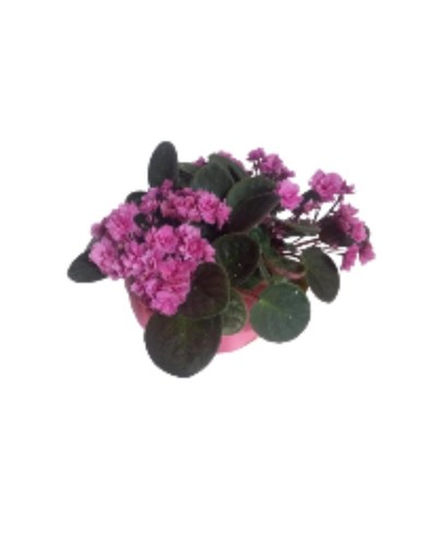 plantas de flores 