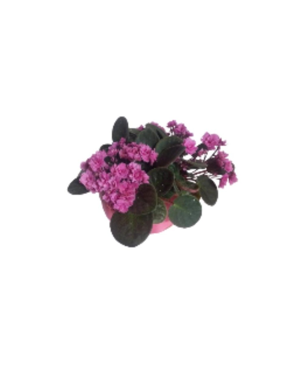 plantas de flores 