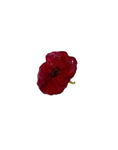 ANILLO EUPHORBIA MILLI