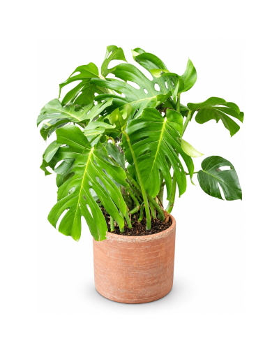  Planta Monstera