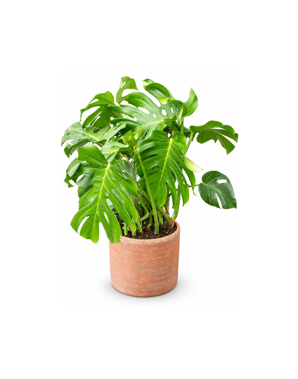  Planta Monstera