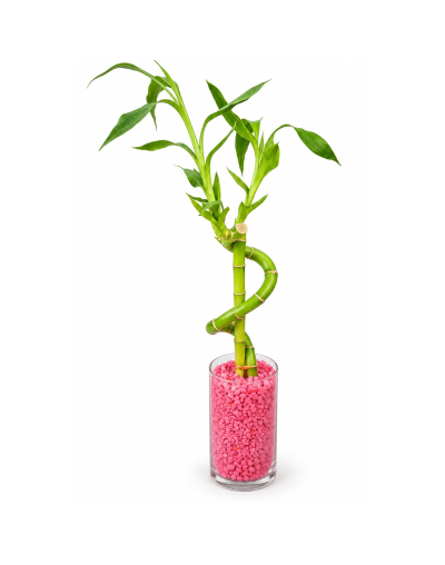 Bambu de la suerte en espiral con piedras decorativas