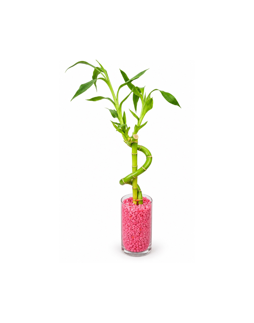 Bambu de la suerte en espiral con piedras decorativas