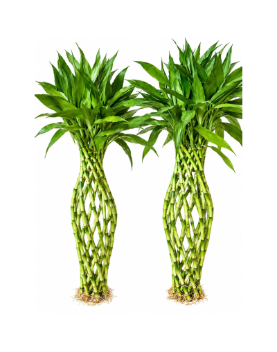 Bambu de la suerte trenzado