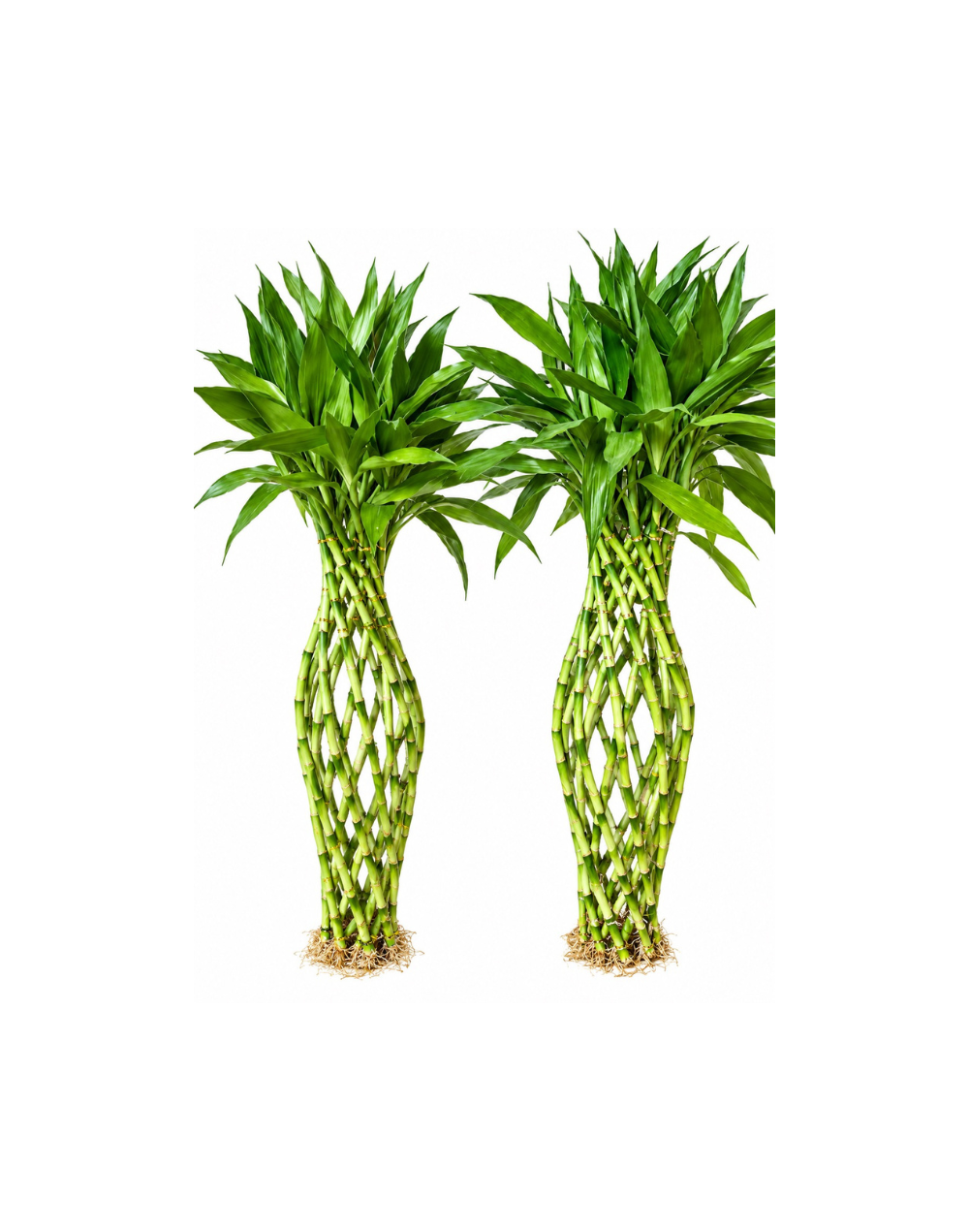 Bambu de la suerte trenzado