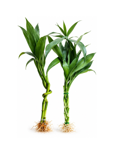 Bambu de la suerte