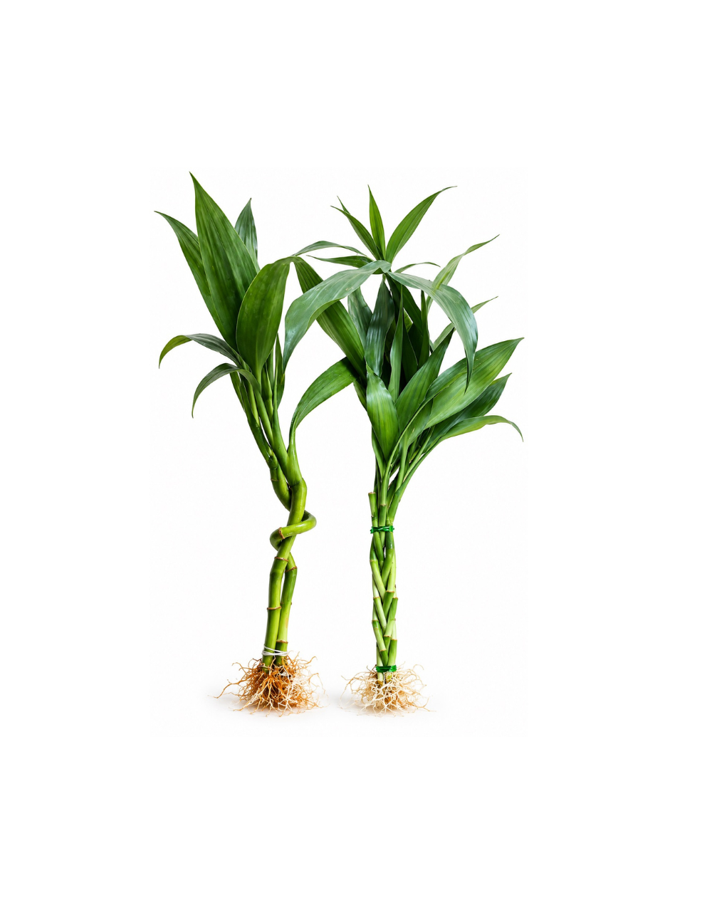 Bambu de la suerte
