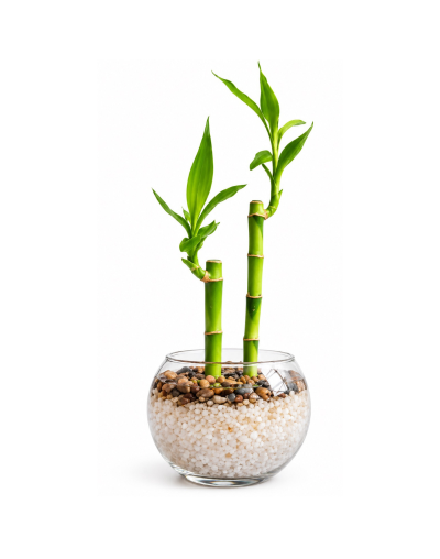 Bambu en recipiente de vidrio