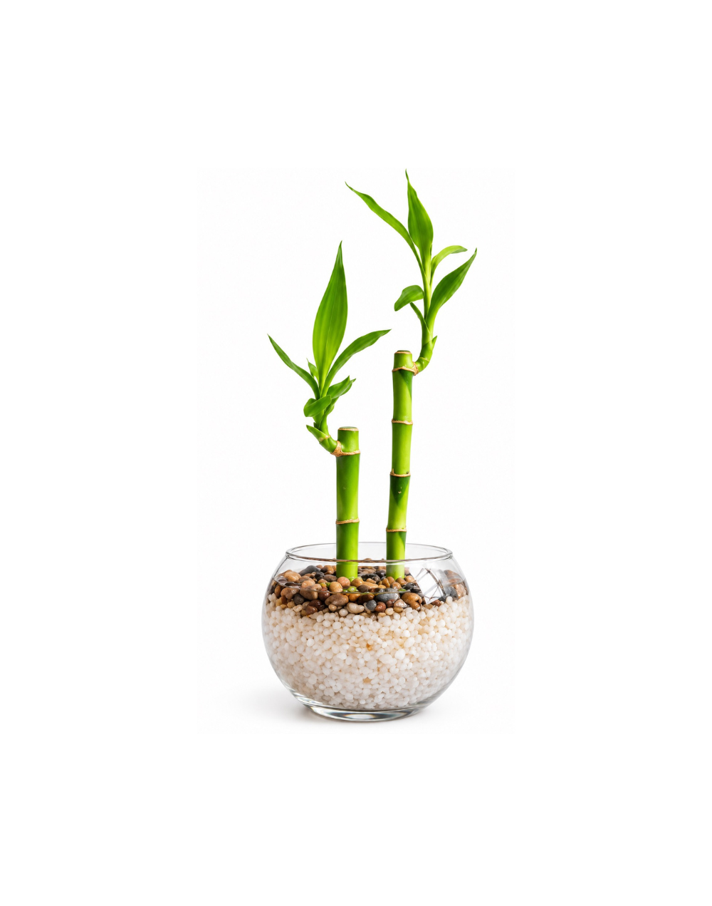 Bambu en recipiente de vidrio
