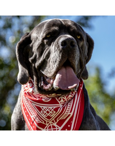 BANDANAS ROJAS