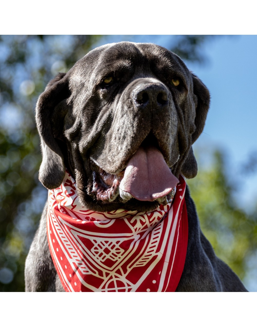 BANDANAS ROJAS