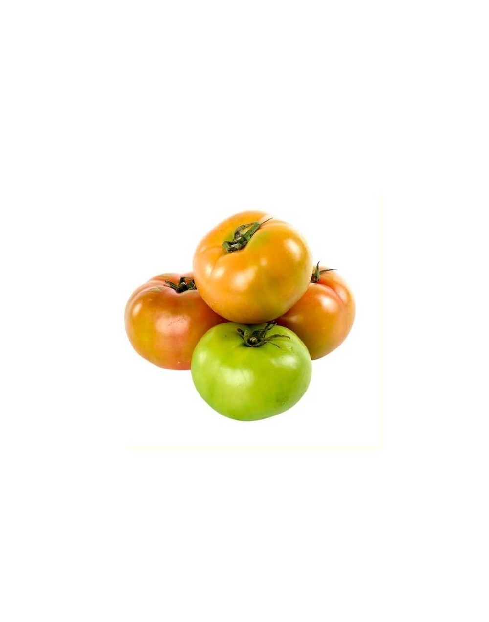 Tomate larga vida
