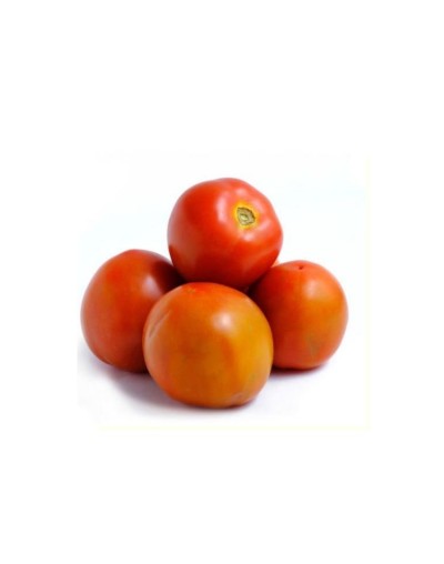 Tomate chonto