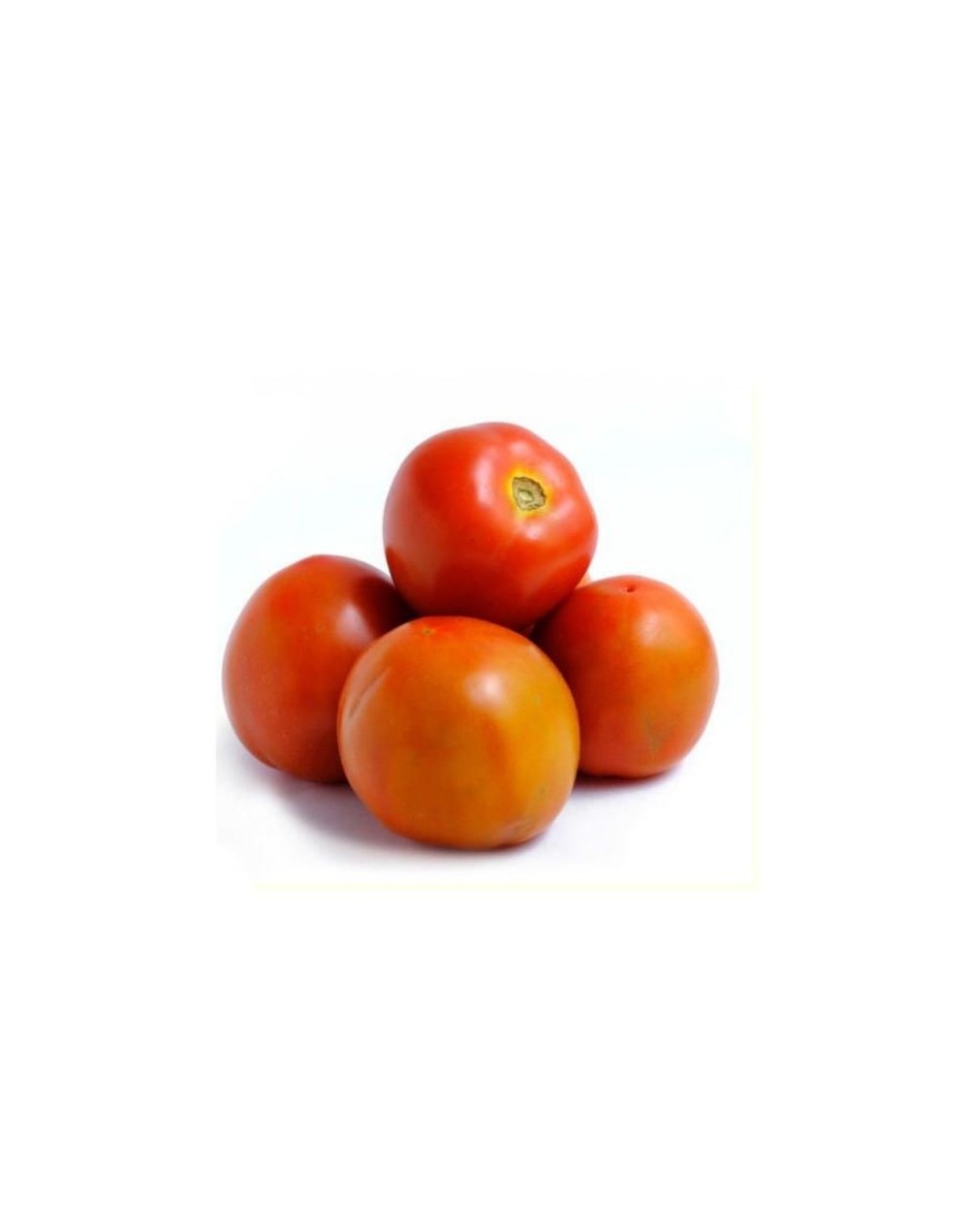 Tomate chonto