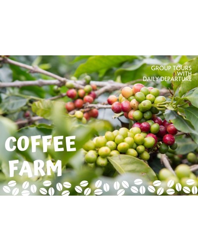 Visita finca de Café