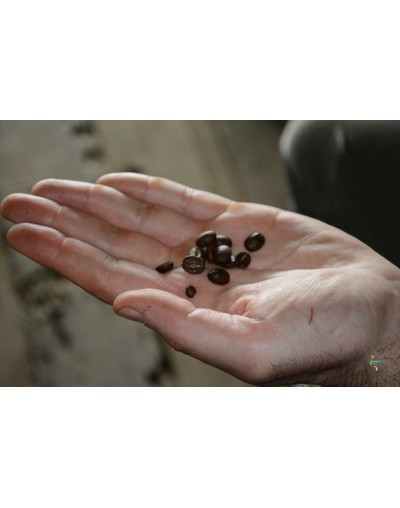Visita finca de Café