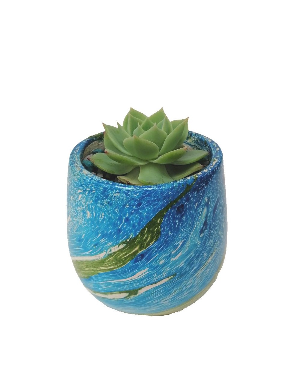 Suculenta Echeveria chihuahuensis
