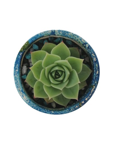 Suculenta Echeveria chihuahuensis