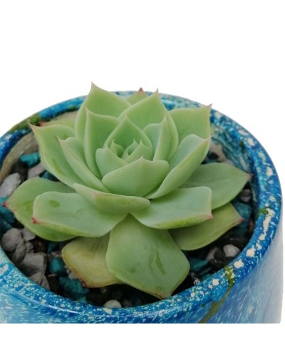 Suculenta Echeveria chihuahuensis