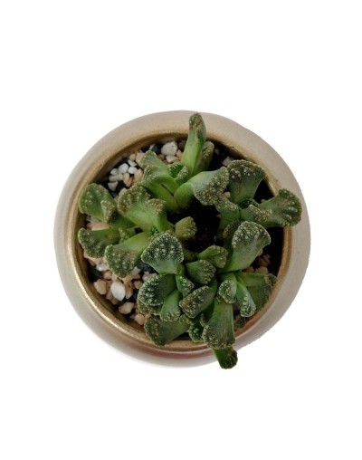Suculenta Titanopsis calcarea