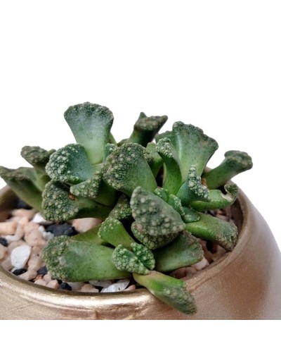 Suculenta Titanopsis calcarea