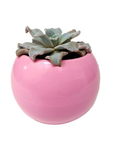 Suculenta Echeveria crispate beauty