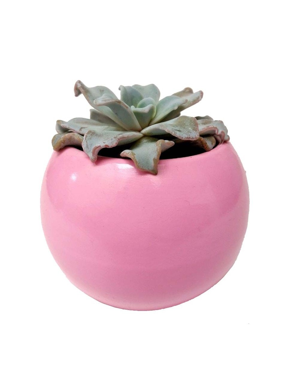 Suculenta Echeveria crispate beauty