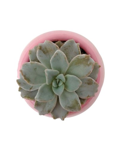 Suculenta Echeveria crispate beauty