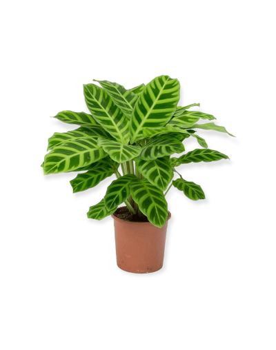 Planta de interior diseño en cebra