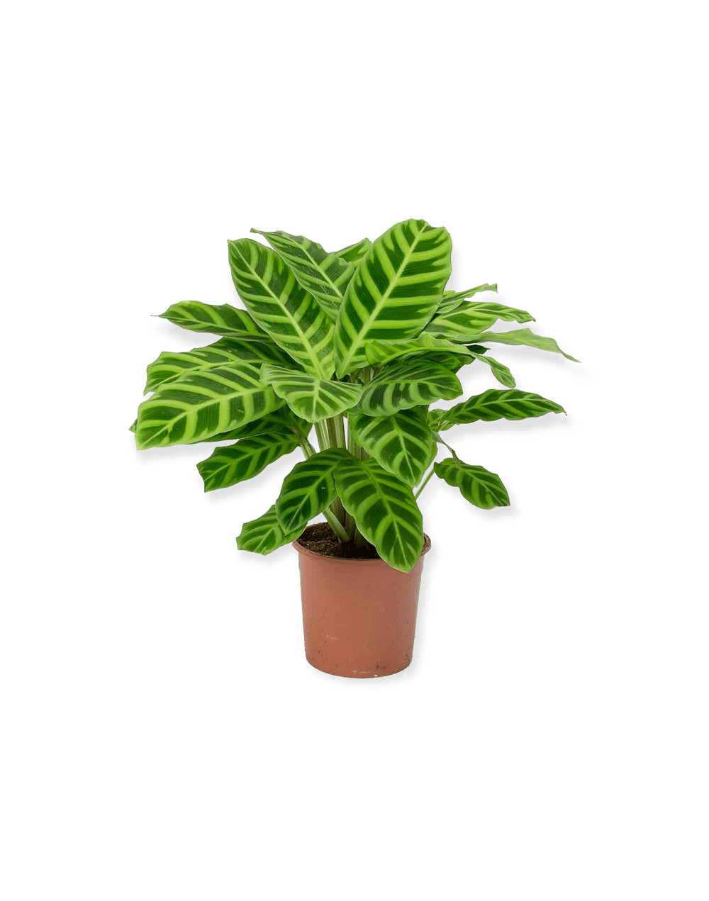 Planta de interior diseño en cebra