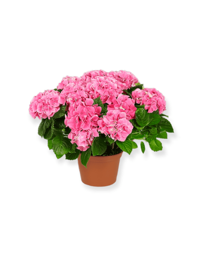 Hortensia holandesa