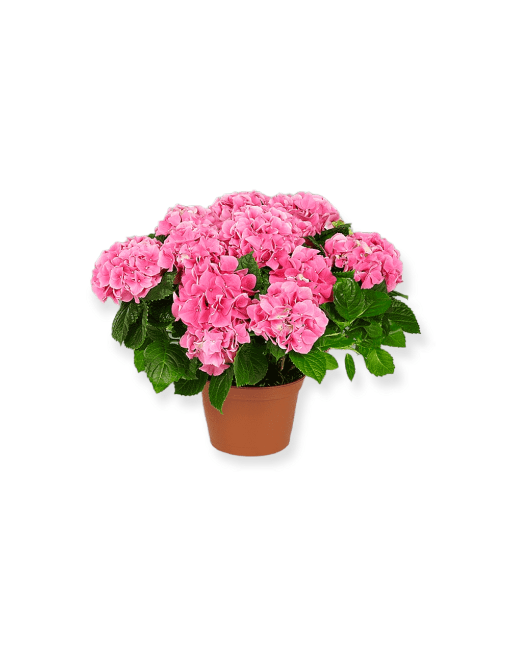 Hortensia holandesa