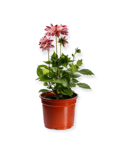 Planta dalia
